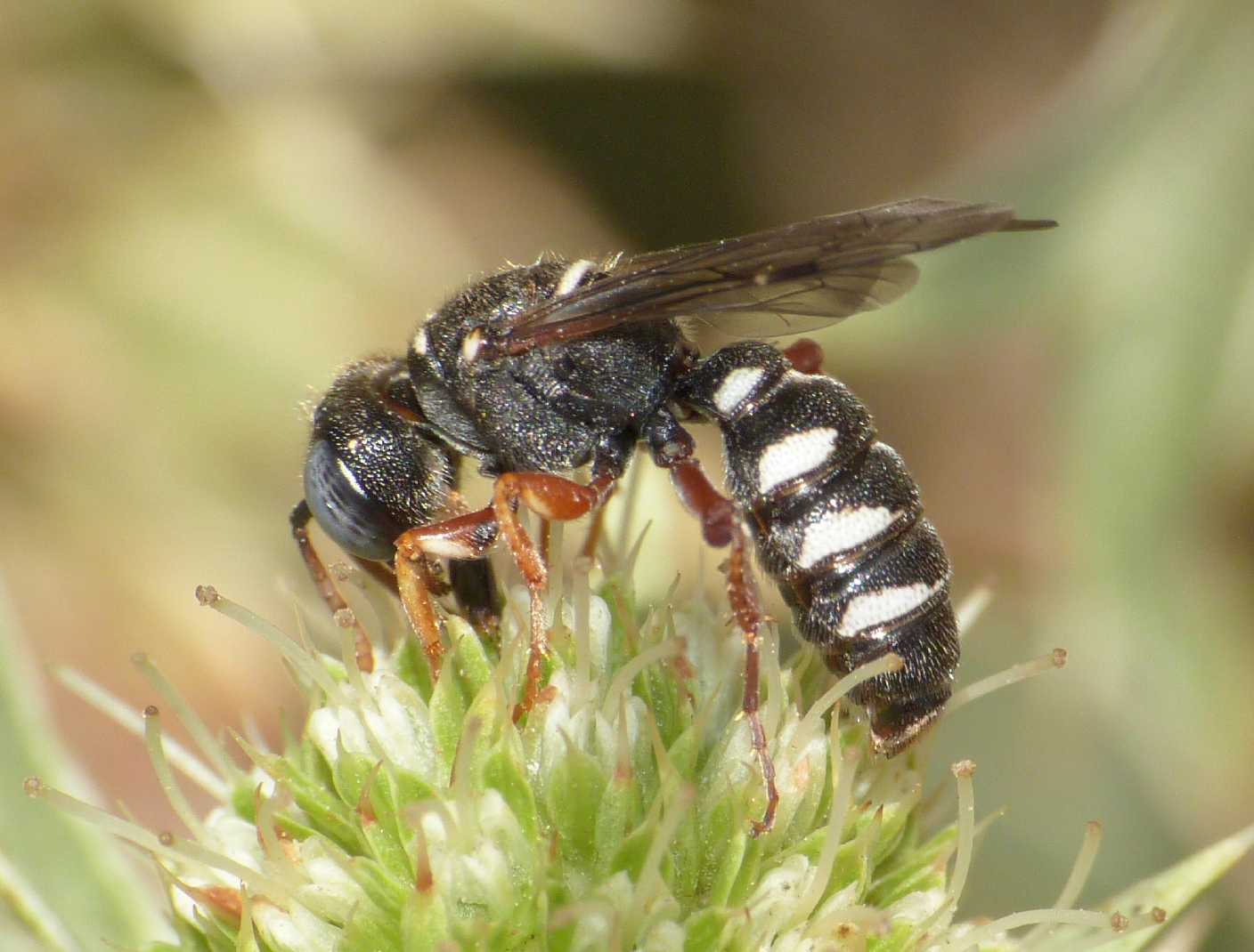 Cerceris interrupta